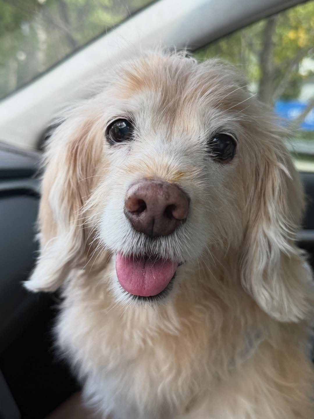 Photo by 룰루 on September 26, 2025. May be an image of cocker spaniel, dachshund, golden retriever and text.