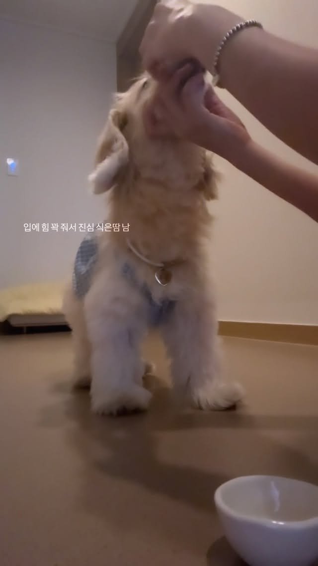 lulu__mix 게시물 이미지: 약 먹이기 전쟁🤦🏻‍♀️
