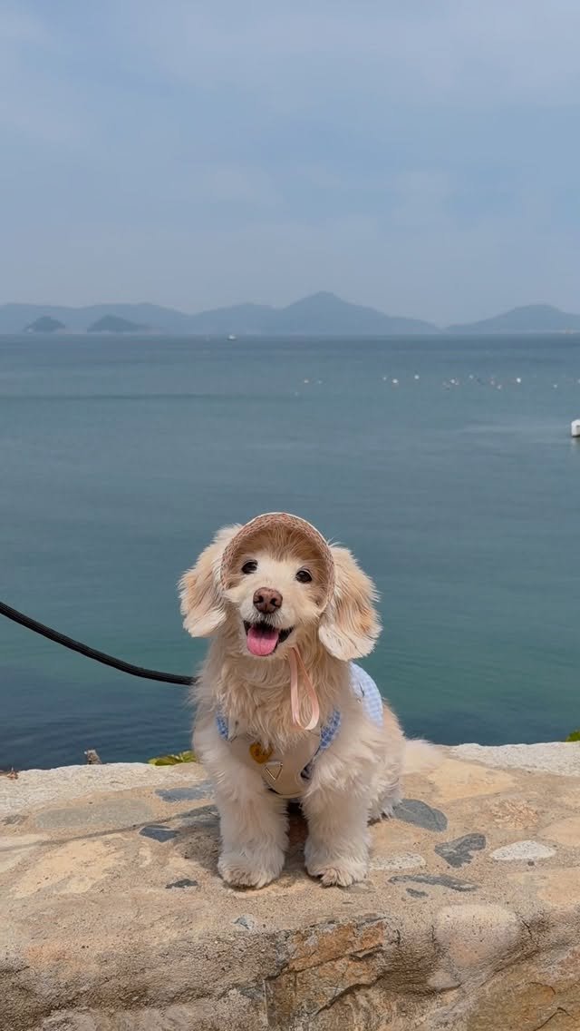 lulu__mix 게시물 이미지: 너무 예뻐서 단독으로 올릴수밖에 없었다 ⊹˚. ♡