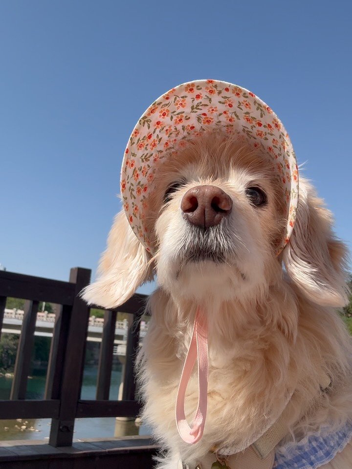 lulu__mix 게시물 이미지: 할미찹추 삼척오ㄷ ㅏ⭐️