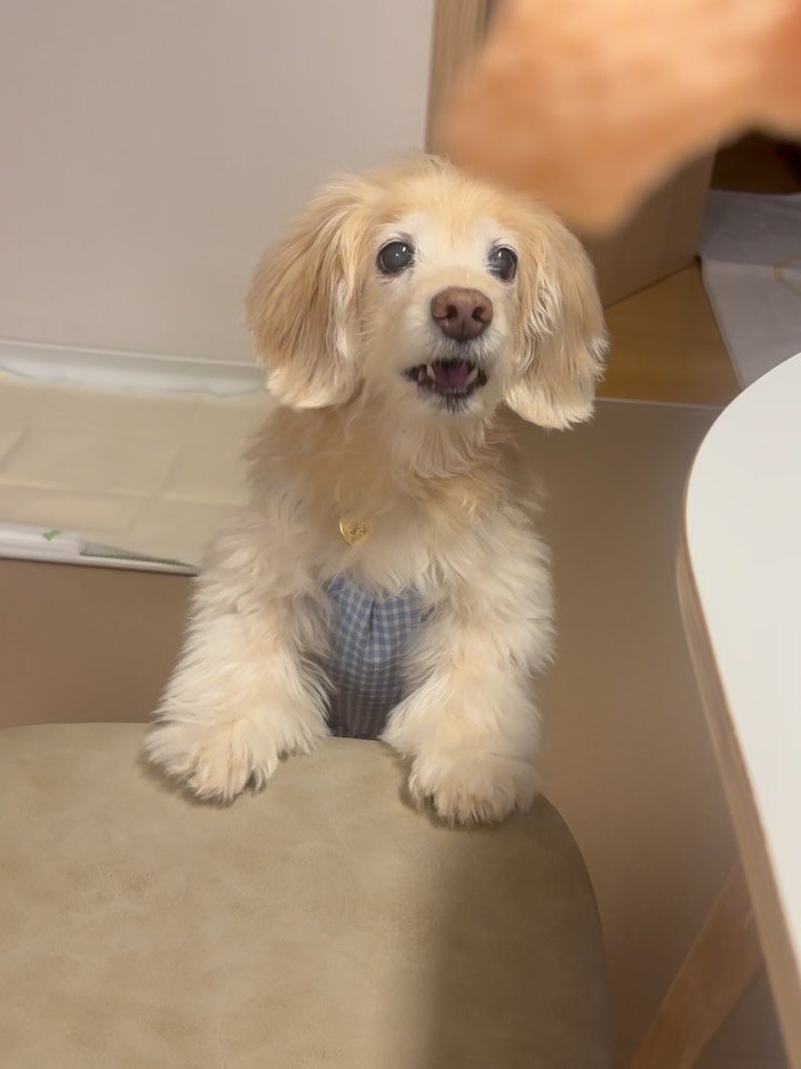 lulu__mix 게시물 이미지: 옵ㅂ ㅏ 오징어집은 무승맛이야❓❓❓ 한입망