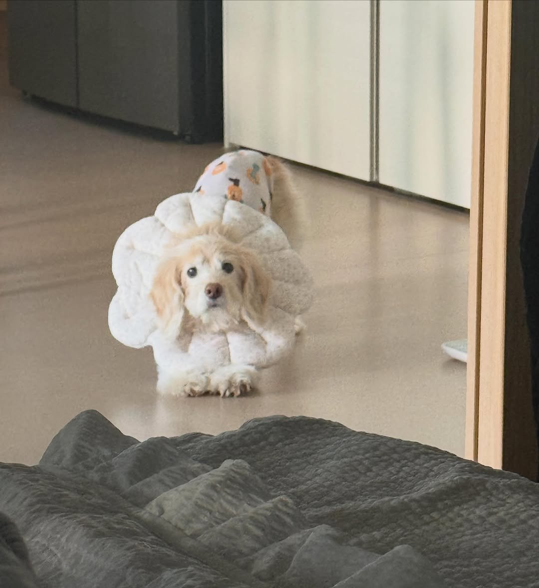 lulu__mix 게시물 이미지: 요즘 나보다 일찍 일어나서 눈 마주치면 바로 밥 먹을 준비하는 애 ㅋㅋㅋㅋㅋㅋㅋㅋㅋㅋㅋㅋㅋㅋ 🖤🖤🖤