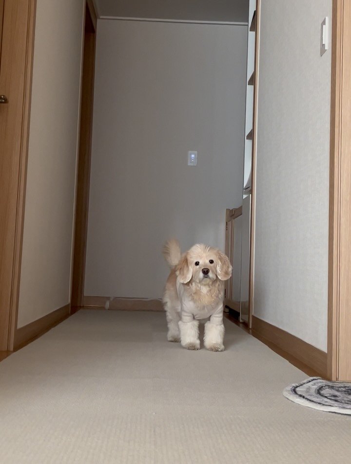 lulu__mix 게시물 이미지: 우래기 러그나 장판 깔면 얼굴부터 비비고 보던 시절,,🖤
어떻게 강아지가 ㅇㅅㅇ