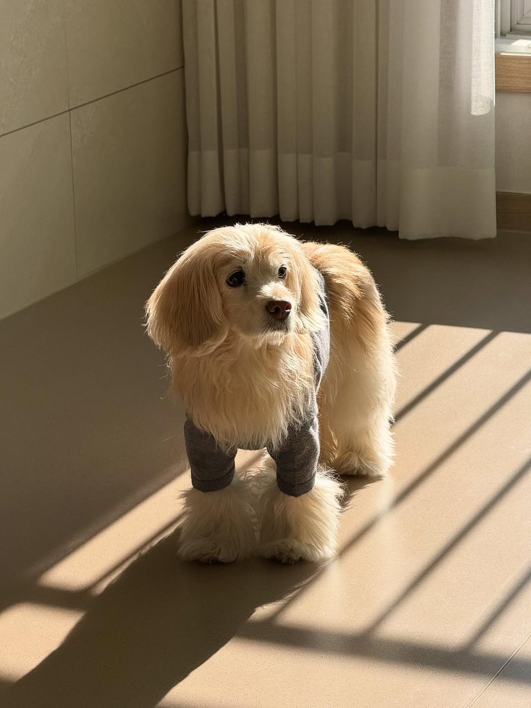 Photo by 룰루 on December 25, 2025. May be an image of Afghan hound, cocker spaniel and text.