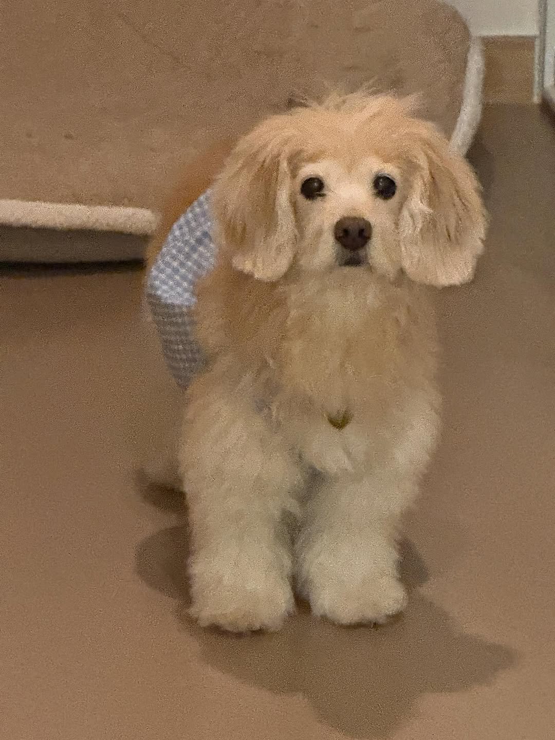 Photo by 룰루 on September 28, 2025. May be an image of cocker spaniel and text.