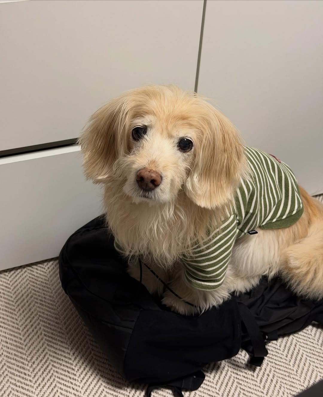 Photo by 룰루 on December 27, 2025. May be an image of golden retriever, Afghan hound, cocker spaniel and text.