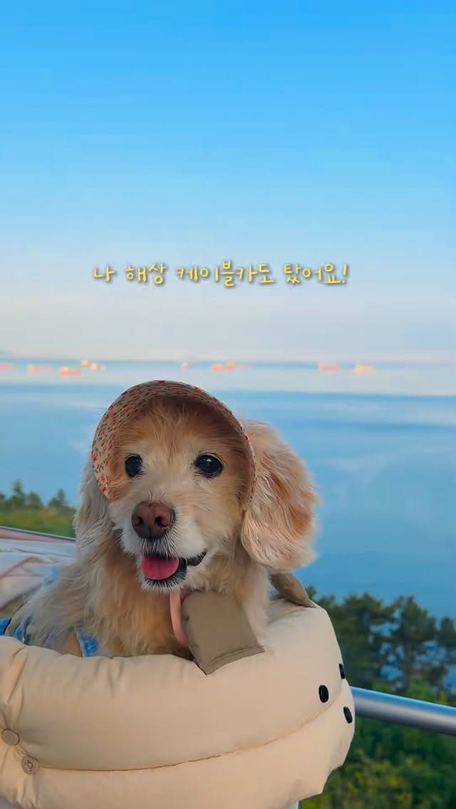 lulu__mix 게시물 이미지: 할미찹추 전라도 여행기💗