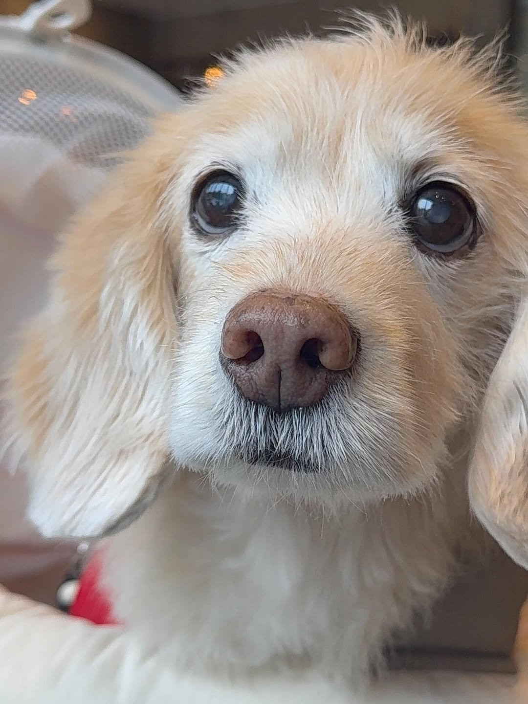 Photo by 룰루 on April 24, 2026. May be a closeup of Pekinese, cocker spaniel, dachshund, collie and text.