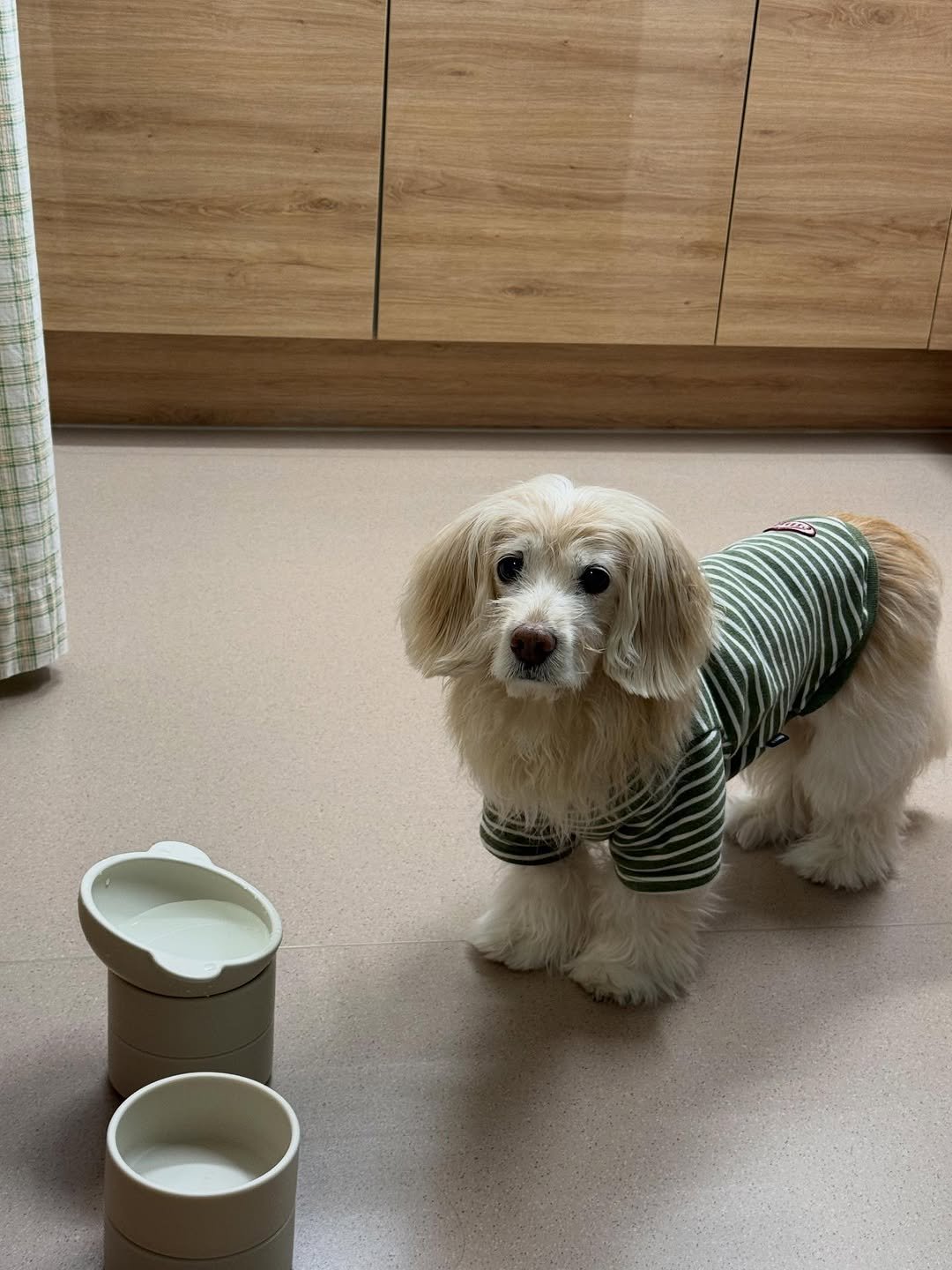 Photo by 룰루 on December 27, 2025. May be an image of cocker spaniel and text.