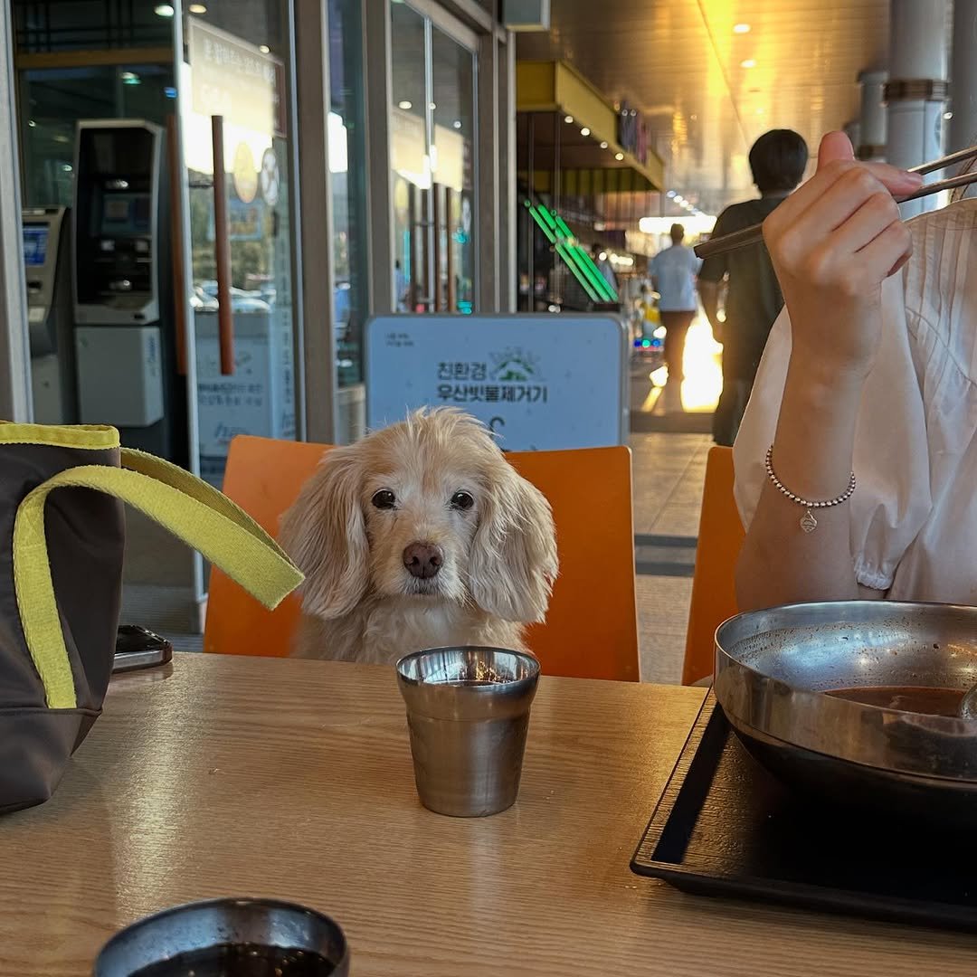 Photo by 룰루 on September 27, 2025. May be an image of 3 people, cocker spaniel, Bedlington terrier, chopsticks and text.