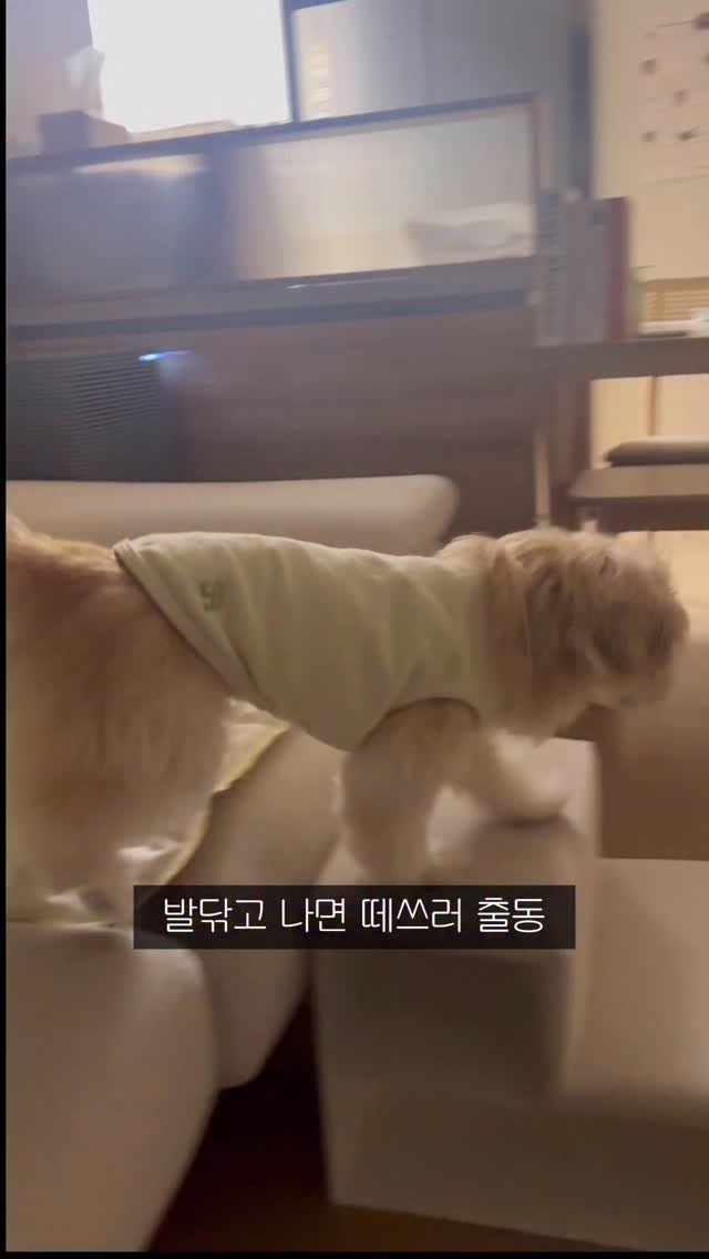 lulu__mix 게시물 이미지: 너란 강아지 우습구 유치해
