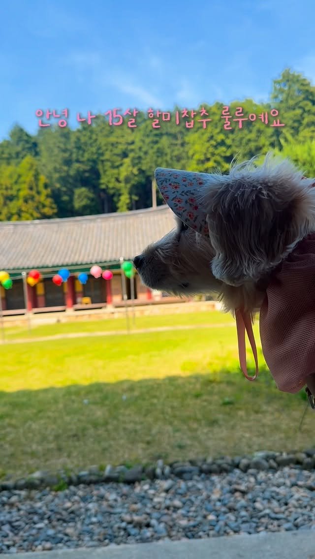 lulu__mix 게시물 이미지: 오며가며 룰루 예뻐해주신 오억명(?)정도의 
많은 분들 덕분에 좋은 기억 가득 안고...