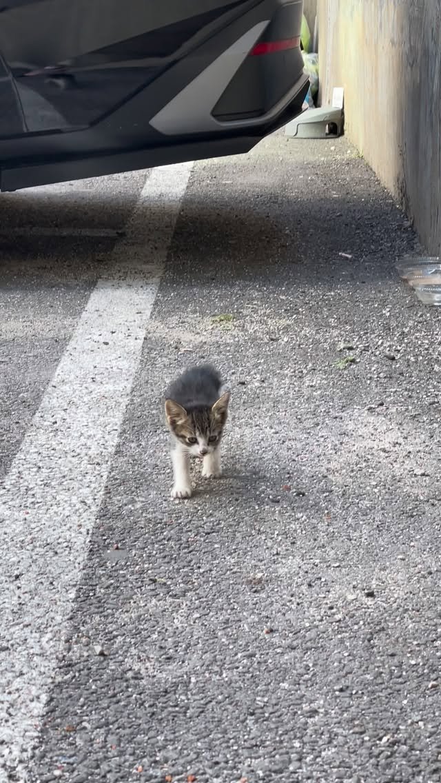 luv5ic 게시물 이미지: 엄마 찾는 복순이

조금만 엄마와 떨어져도 불안해하던 아기 고양이
그 겁 많은 애가...