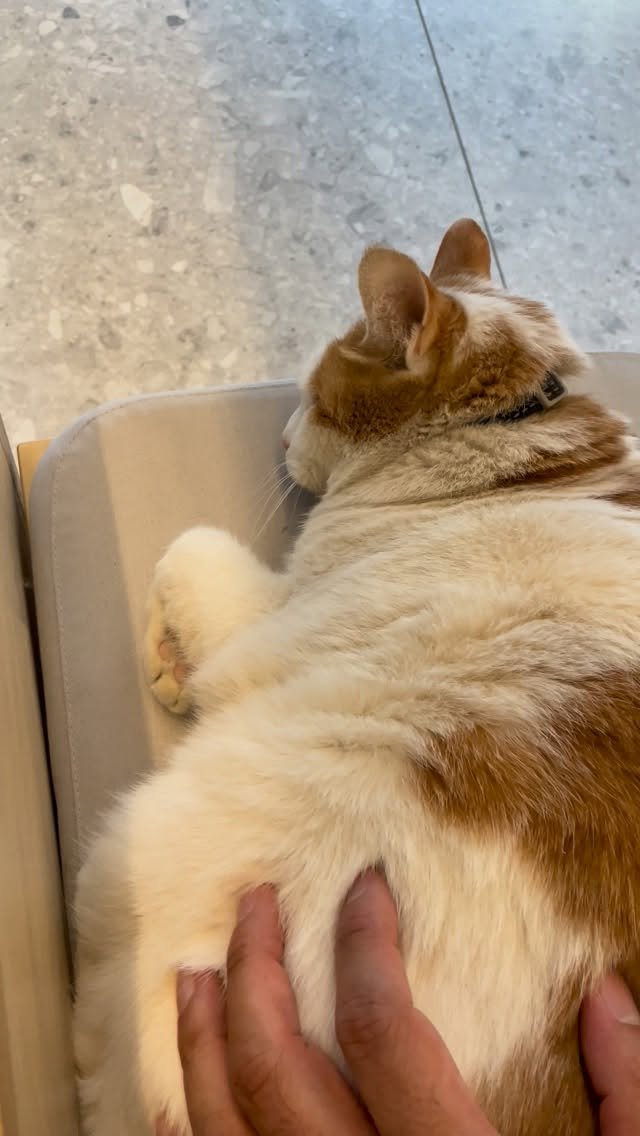 luv5ic 게시물 이미지: 예전에도 피드에 이야기를 소개했었던 냥이

카페 앞에서 지내다가 안에서...