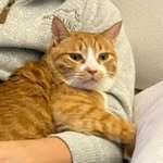 namu.thecat 프로필 사진