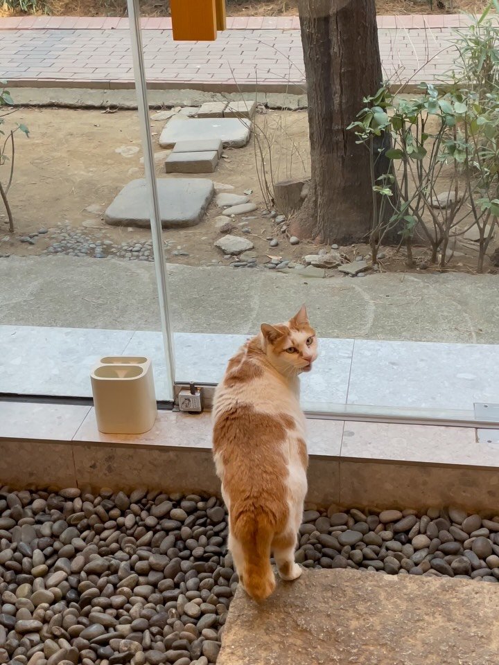 luv5ic 게시물 이미지: 규칙적인 생활

하루 일과 중 밖에 한 번은 꼭 나갔다 와야하는 냥이.
물론 이렇게...