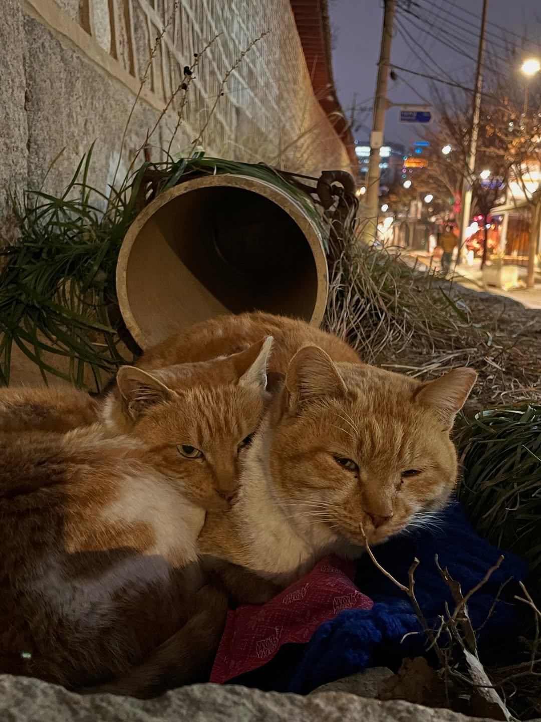 Photo by luv(sic) on January 13, 2026. May be an image of text.