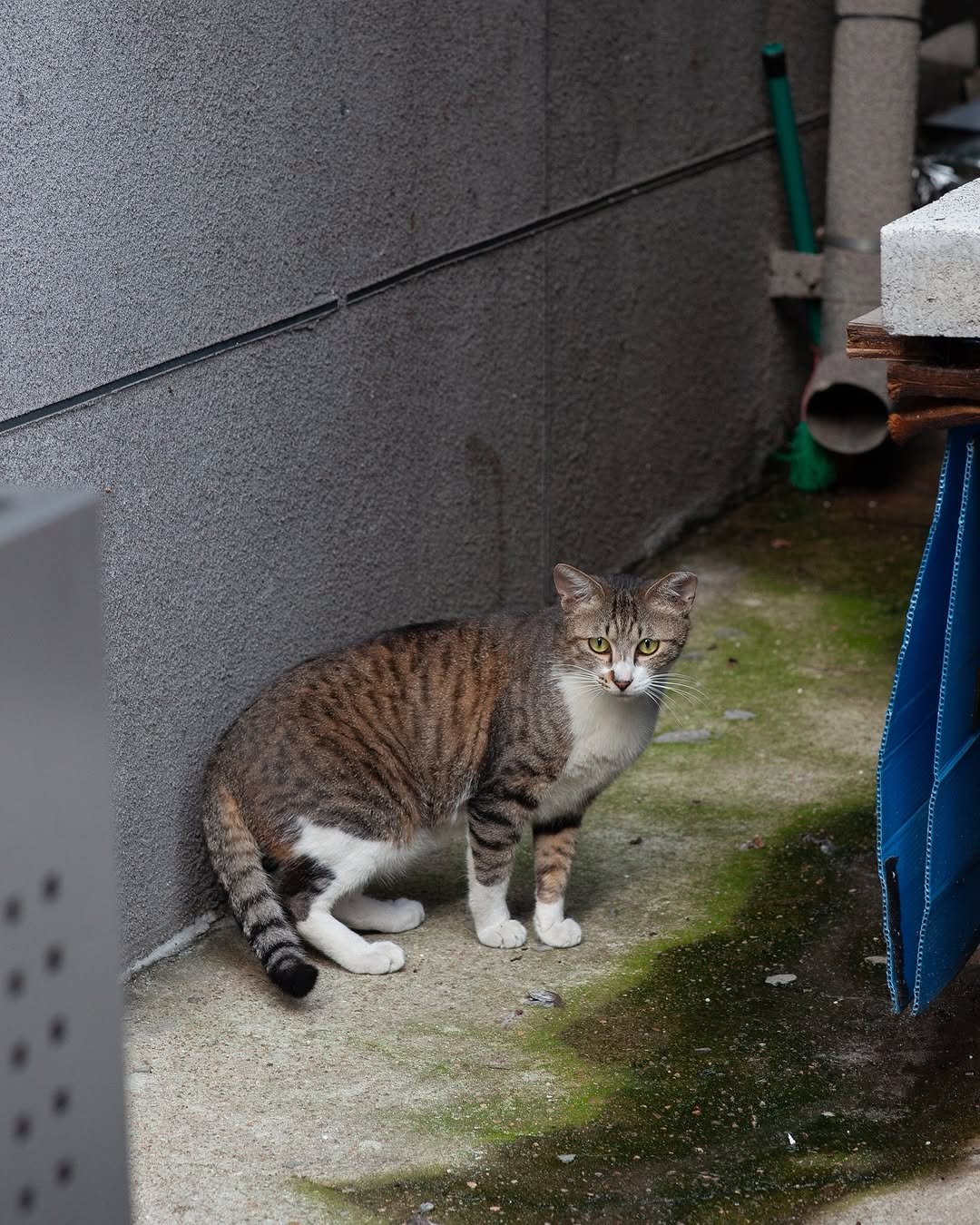 Photo by luv(sic) on July 30, 2025. May be an image of kitten, tortoiseshell cat and text.