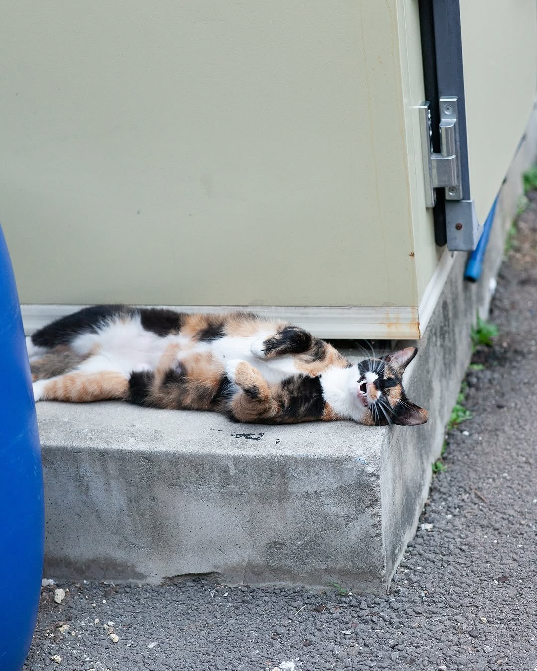 Photo by luv(sic) on July 28, 2025. May be an image of sleeping, tortoiseshell cat and text.