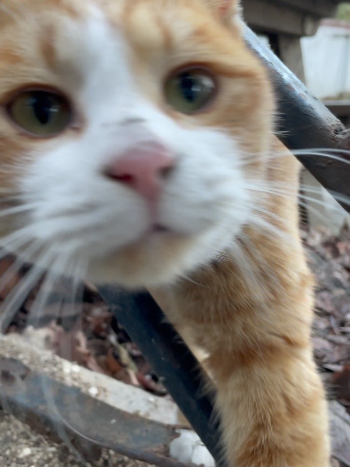 luv5ic 게시물 이미지: 이렇게까지 다가올 줄은 몰랐지 🐈

이 골목길의 고양이들은 
대부분이 경계심을 잘...