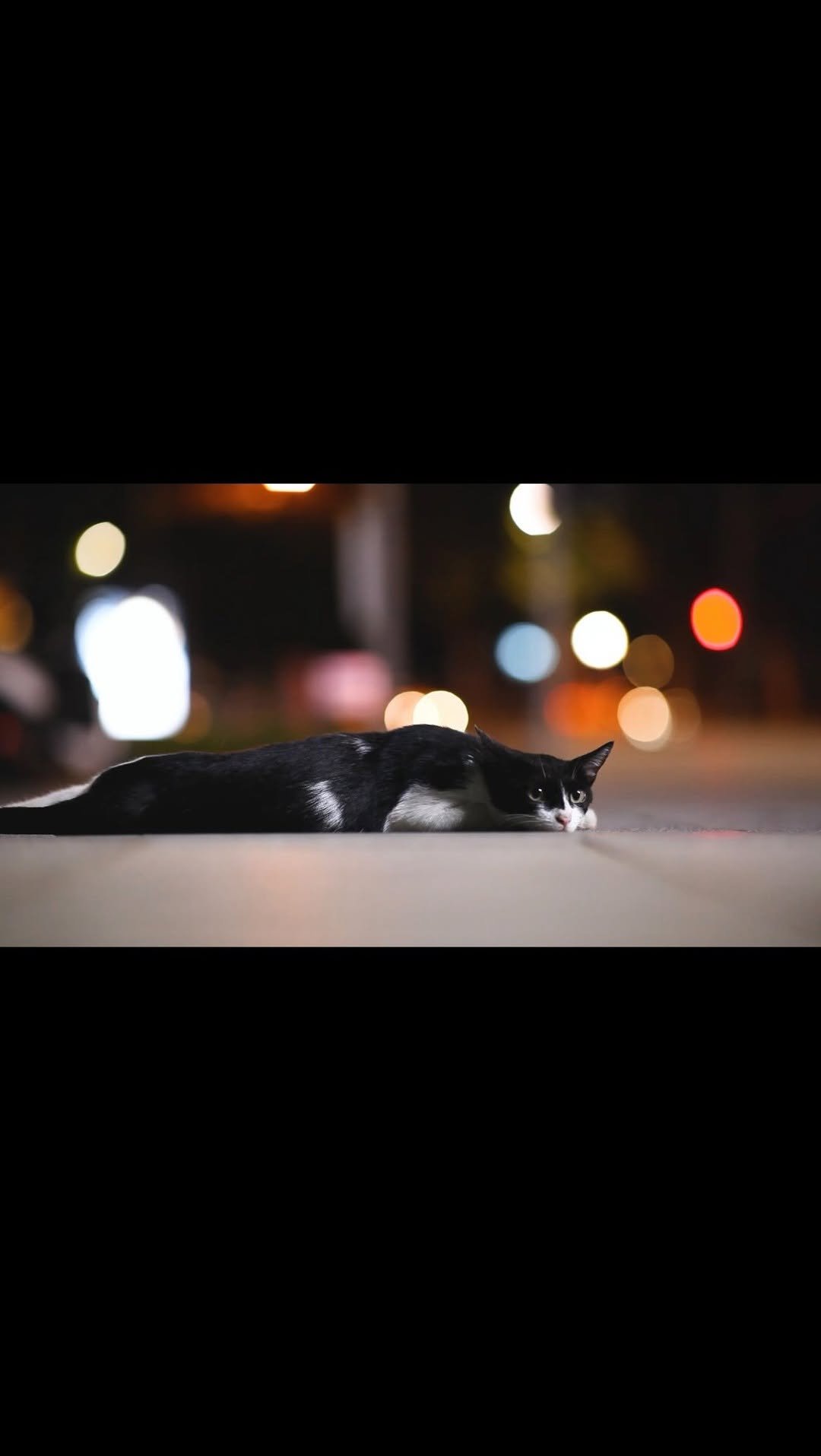 luv5ic 게시물 이미지: City cats

빠르고 흐릿하게 흘러가는 
이 도시의 풍경 속에서

서로를...