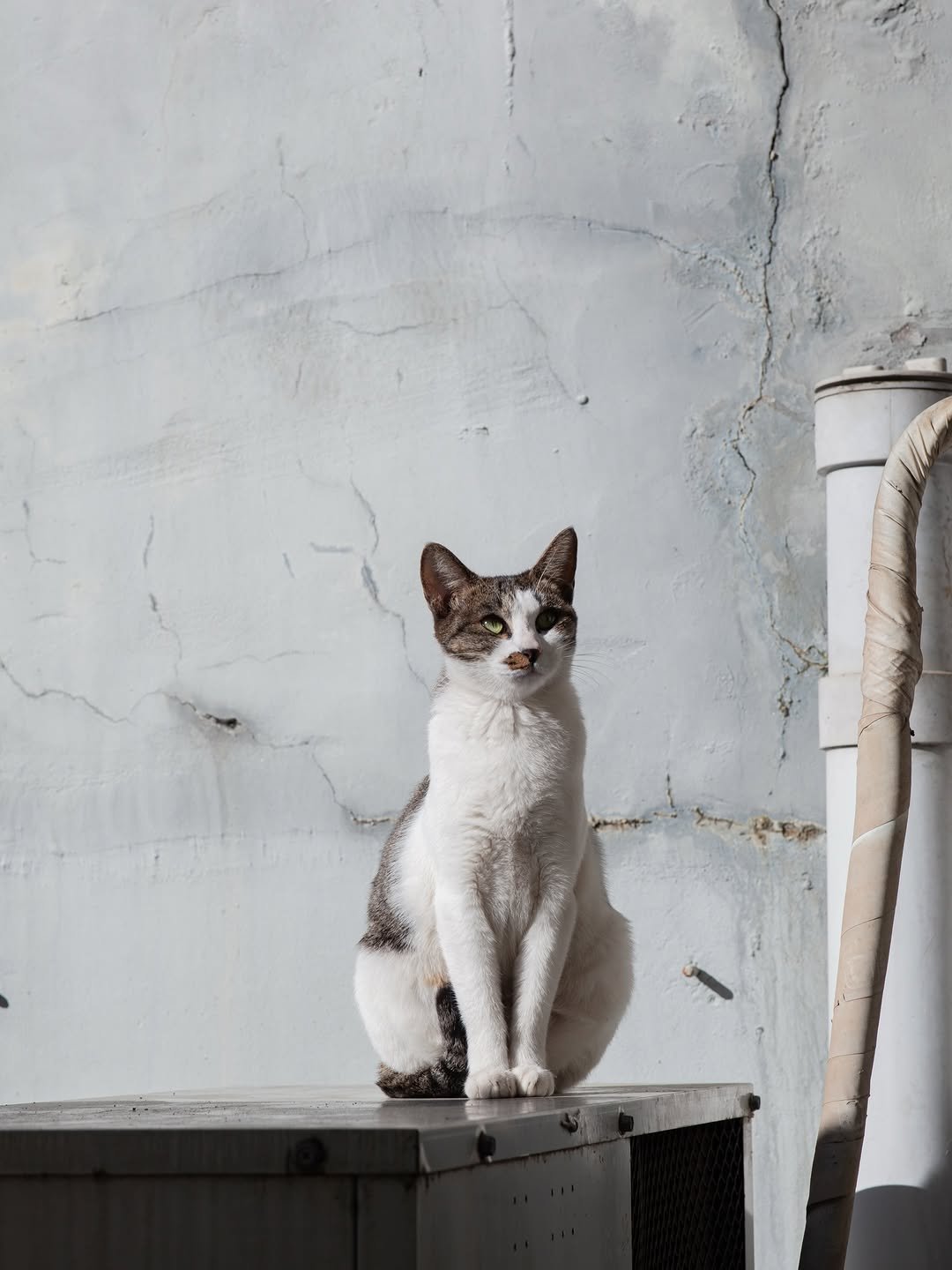 Photo by luv(sic) on January 05, 2026. May be an image of kitten and text.