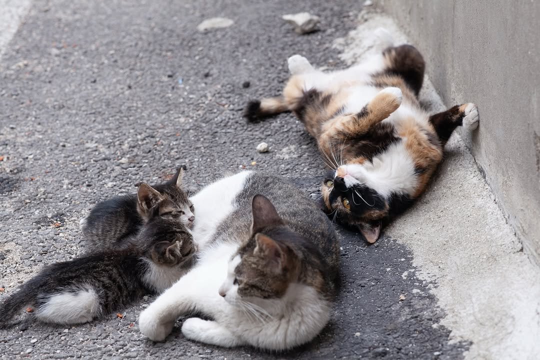 Photo by luv(sic) on December 26, 2025. May be an image of kitten, tortoiseshell cat and text.