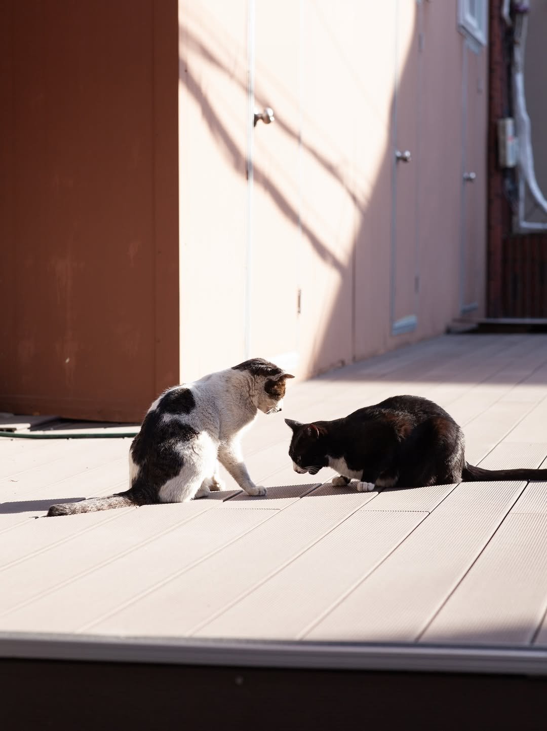 Photo by luv(sic) on January 09, 2026. May be an image of tortoiseshell cat, kitten and text.