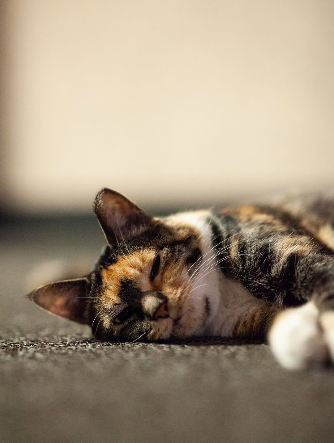 Photo by luv(sic) on August 11, 2025. May be an image of sleeping, kitten, tortoiseshell cat and text.