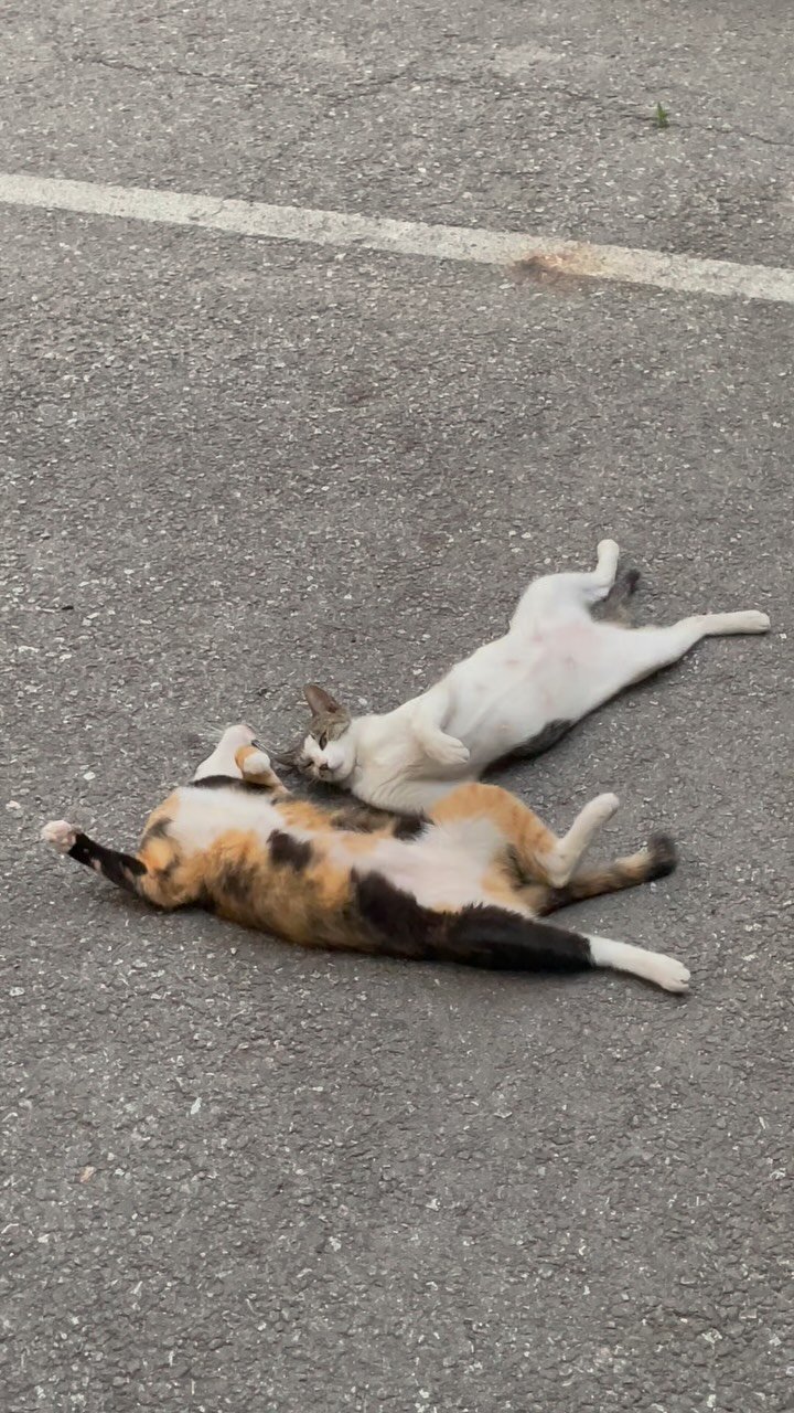 luv5ic 게시물 이미지: 더워도
엄마 옆에 누울래
🐱😺