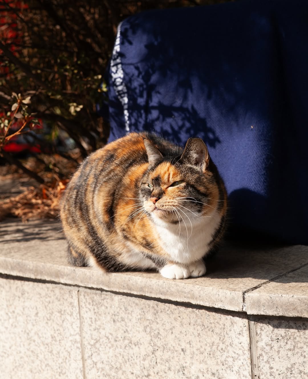 Photo by luv(sic) on February 13, 2026. May be an image of tortoiseshell cat and text.