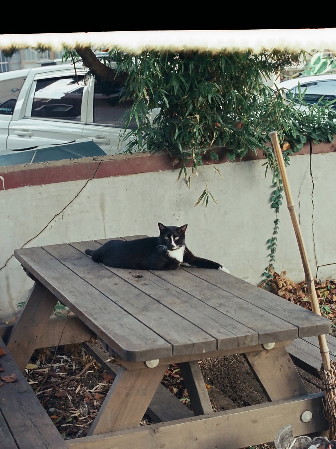 Photo by luv(sic) on December 27, 2025. May be an image of kitten, tortoiseshell cat and text.