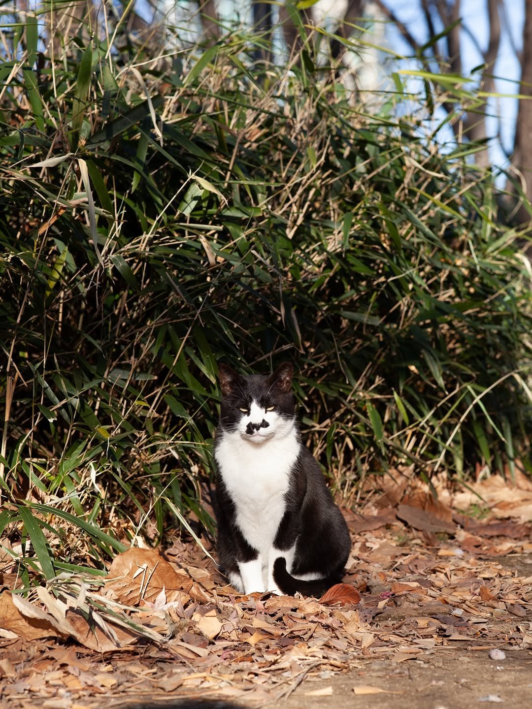 Photo by luv(sic) on February 12, 2026. May be an image of kitten, tortoiseshell cat, bamboo and text.