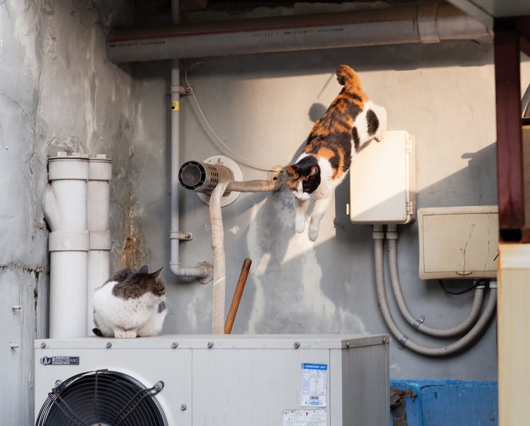 Photo by luv(sic) on January 30, 2026. May be an image of tortoiseshell cat, air conditioner and text.