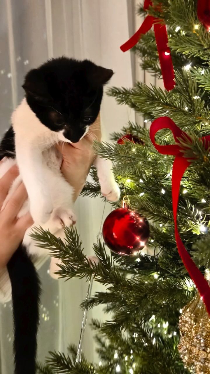 luv5ic 게시물 이미지: 입양 간 초코

혈육들 중 홀로 남아 엄마와 단둘이 지냈던 아가.
코미와 너무...