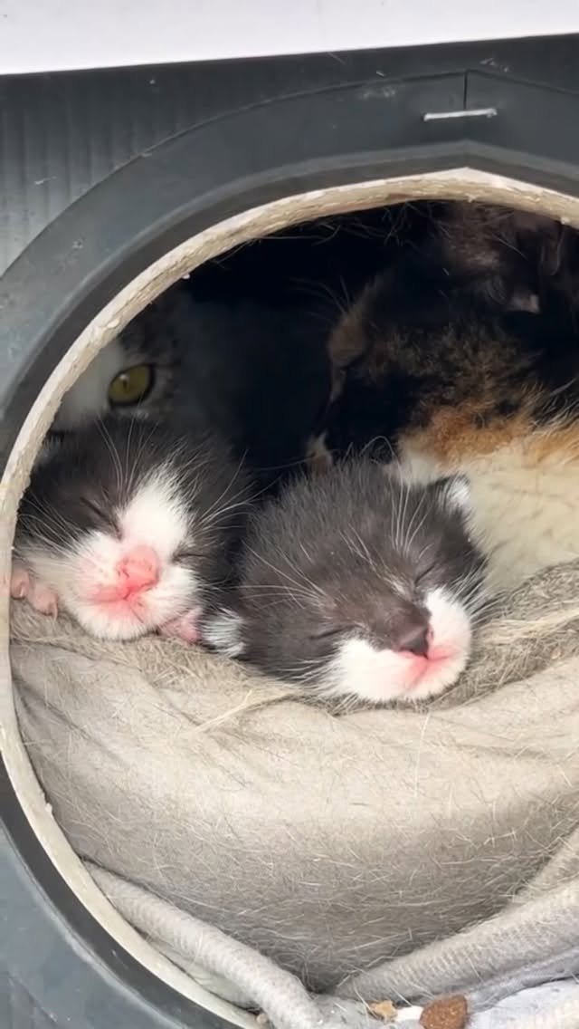 luv5ic 게시물 이미지: 태어난지 일주일

코미는 아가들이 눈을 뜰 때까지만 여기에 머물렀고.. 곧 모두...