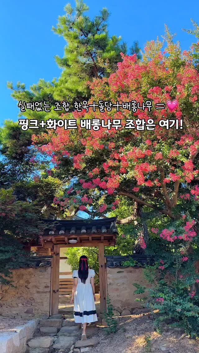 luv_sunhye92 게시물 이미지: 어디서도 본적없는 화이트+핑크 배롱조합💗🤍

서원으로 들어가는 소나무길부터 너무...