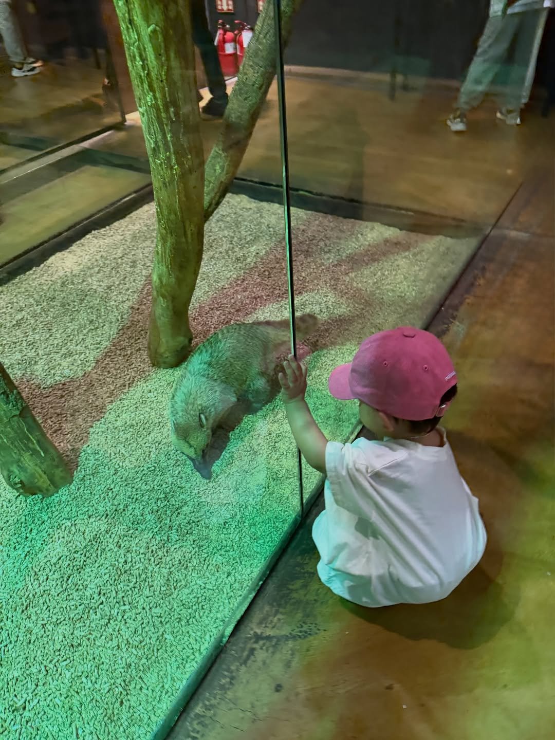 m_sseonu 게시물 이미지: 큰이모랑 선우가 좋아하는🩷주렁주렁 데이트 👶🏻🦜🦊🩷🦢🐥