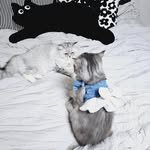 cat__mill 프로필 사진