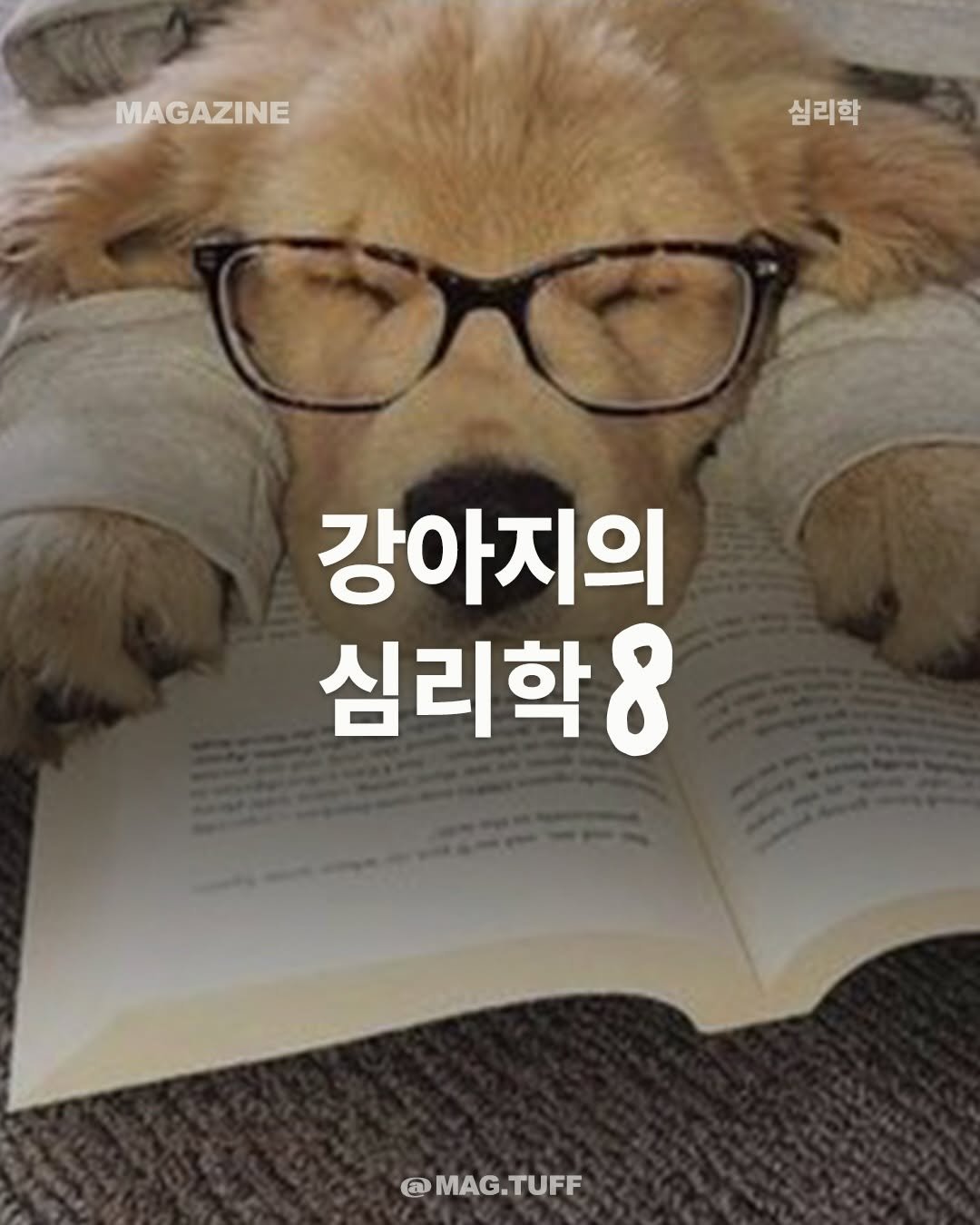 mag.tuff 게시물 이미지: 오늘(23일)은 ‘국제 강아지의 날’🐶

국제 강아지의 날을 맞아, 강아지의 심리학...