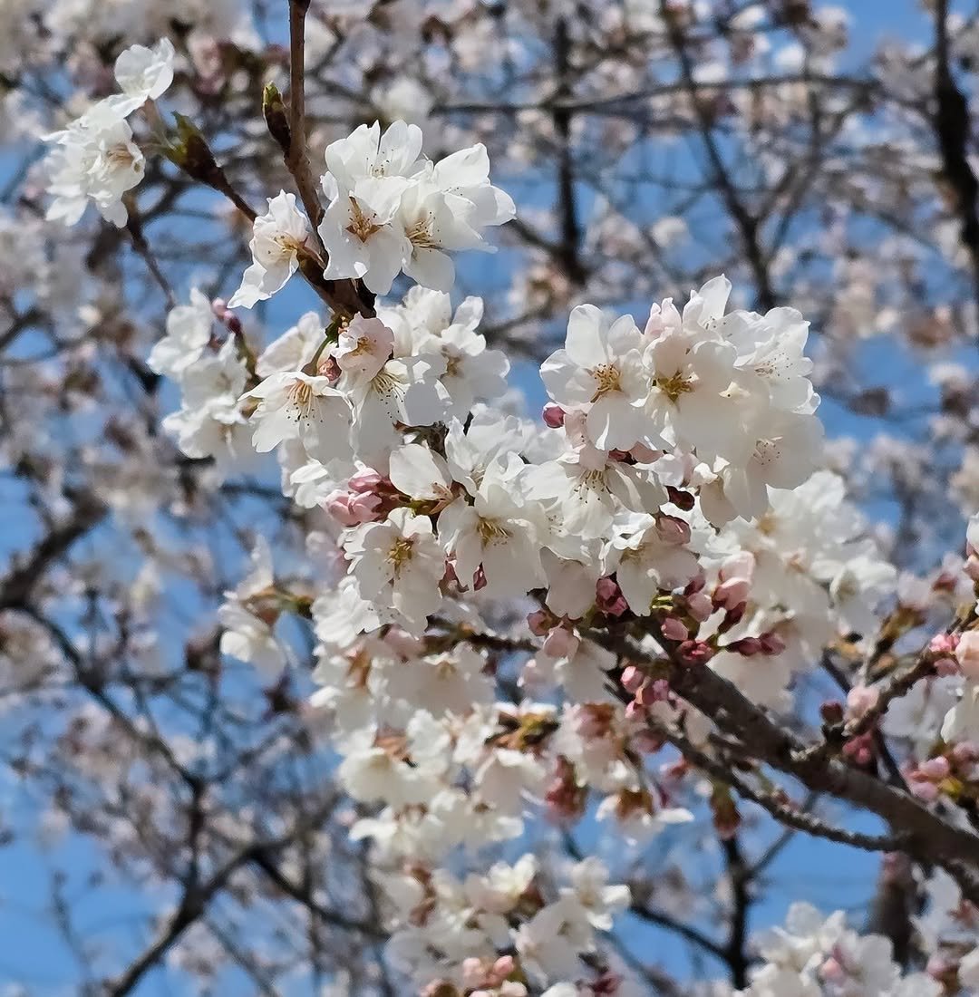 Photo by 지니의마법서재 ❤️언제나 응원해 on April 07, 2025.