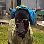 dahiya_dairyfarm 프로필 사진