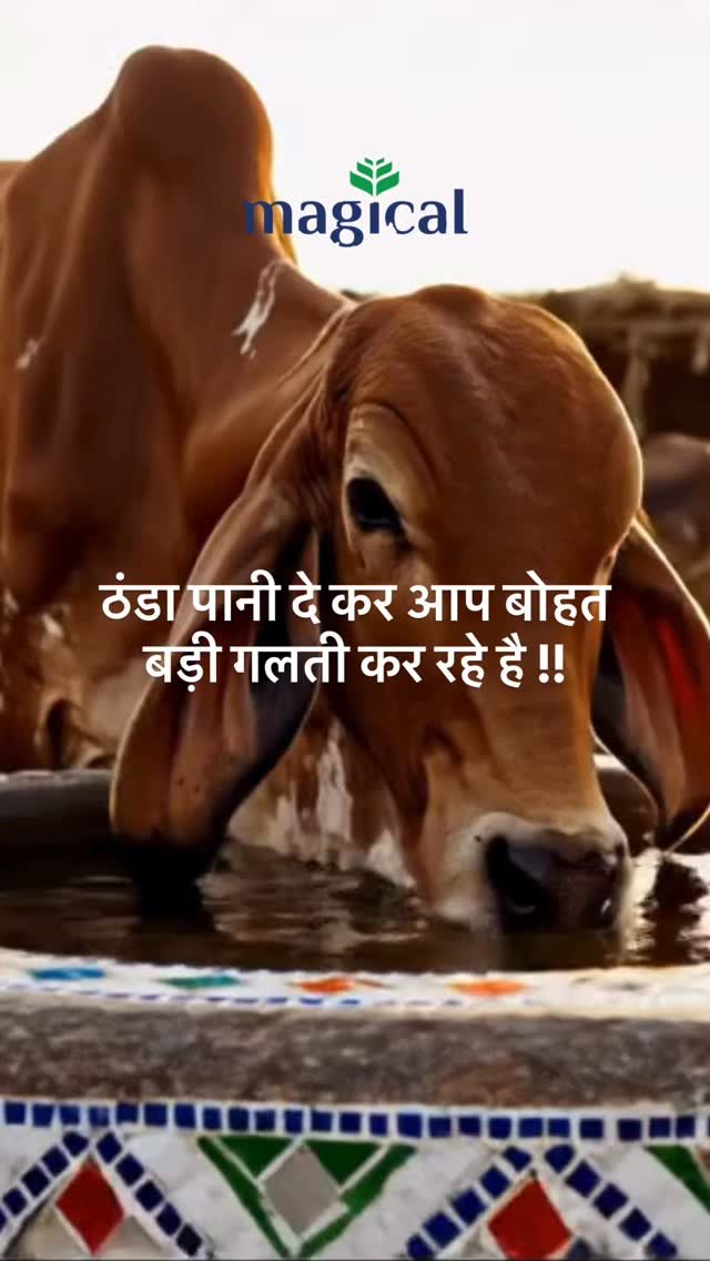 magicalfeeds_ 게시물 이미지: किसान भाइयों, अक्सर सर्दी में पशु पानी पीना कम...