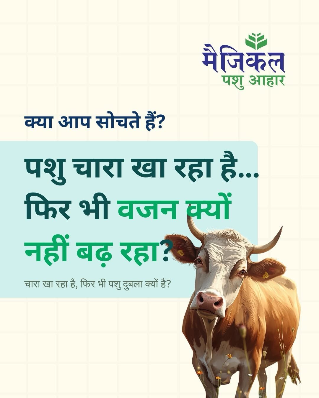 A cow standing with text explaining why cattle weight is not increasing despite eating fodder, highlighting digestion issues, worms, and lack of balanced nutrition in dairy farming.