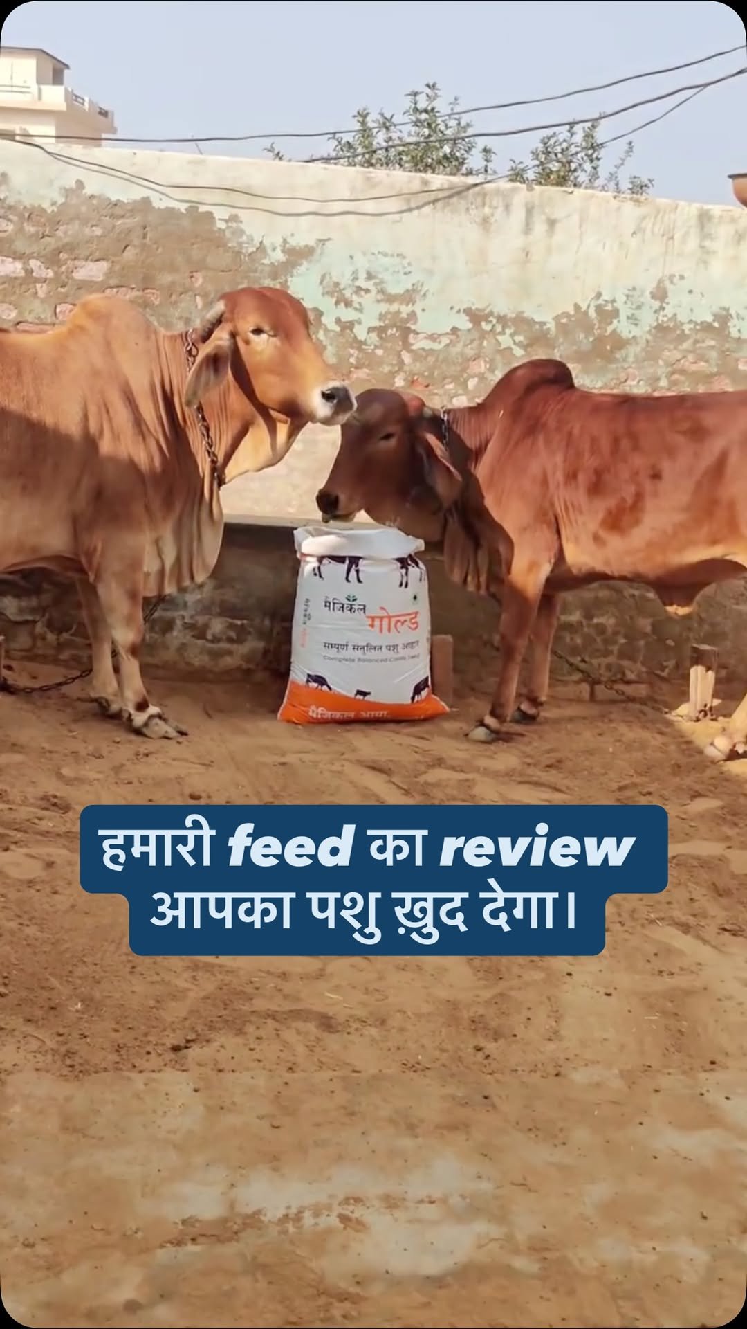 magicalfeeds_ 게시물 이미지: फ़ीड वही जो पशु खुद चुने।
Magical Feeds — जो...