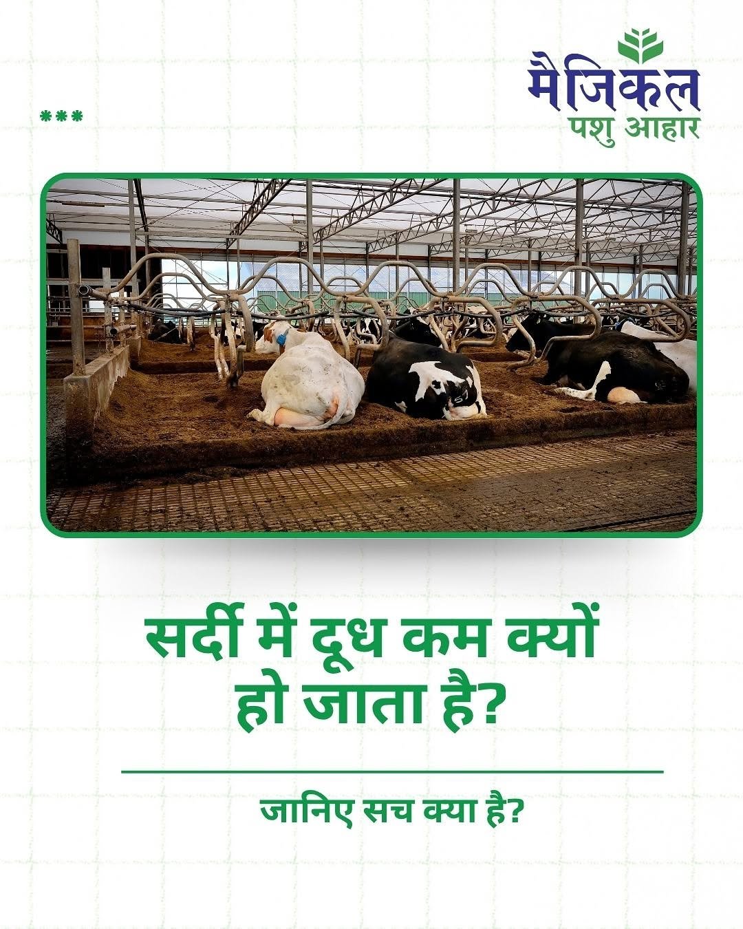 Best pashu aahar in winter in india