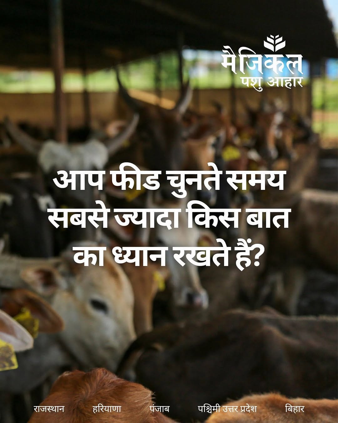 Best cattle feed for Indian animals to increase milk