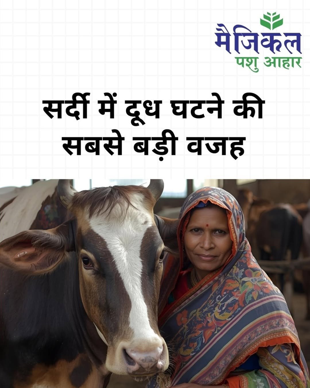 Photo by Magical Feed | भरोसेमंद पशु आहार on December 01, 2025. May be an image of calf and text that says 'मैजिकल पशु आहार सर्दी में दूध घटने की सबसे बड़ी वजह'.