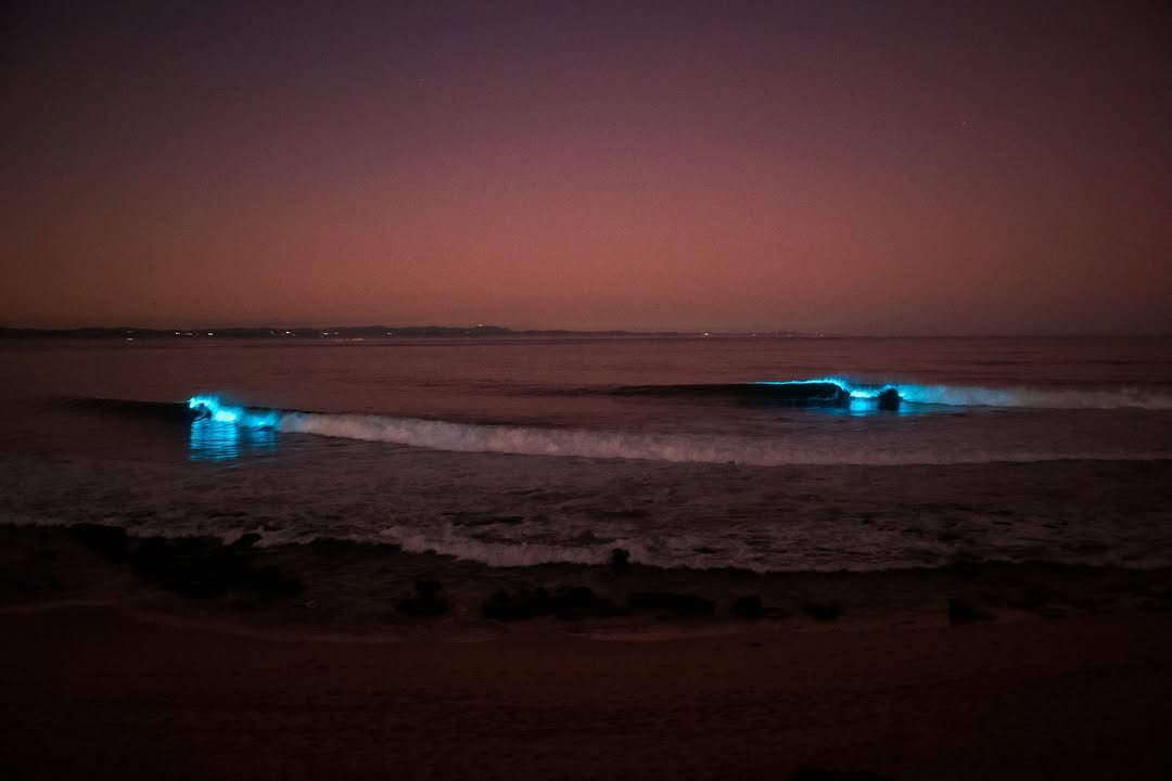 magicseaweed 게시물 이미지: South African line up and bioluminescence from...