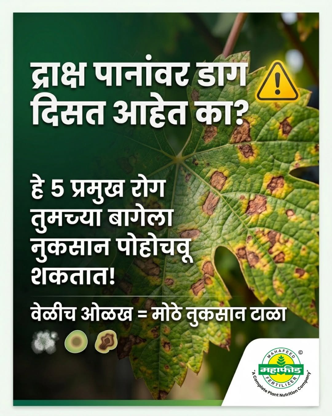 mahafeedfertilizers 게시물 이미지: 🍃 तुमच्या द्राक्ष बागेतही पानांवर असे डाग दिसत...